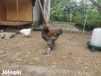 Brahma — photo 6