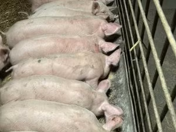 Boar, Крупная белая