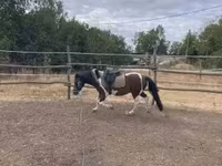 Caballo, Caballos — foto 2
