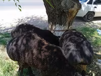 Moutons (lot, sexe non indiqué), Moutons — photo 7
