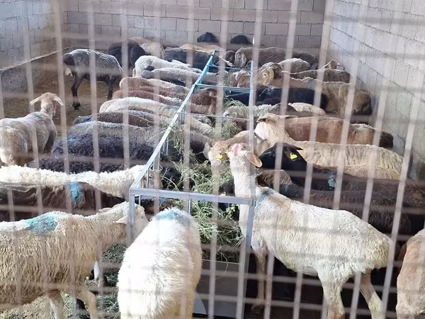 Baran, Owce