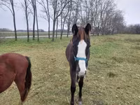 At, Hungarian horse breed — foto 5