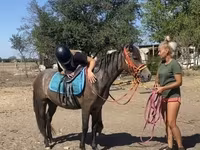 فرس, Hucul pony — الصورة 8