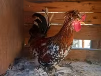 Chickens — 照片 7