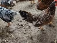 Chickens — fotografija 5