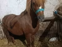 At, Atlar — foto 4