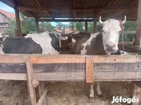 公牛, Limousin cow — 照片 8