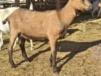 Ziegen (Partie, Geschlecht nicht angegeben), Alpine goat — Foto 6