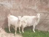 Коза, Russian White goat — фото 1