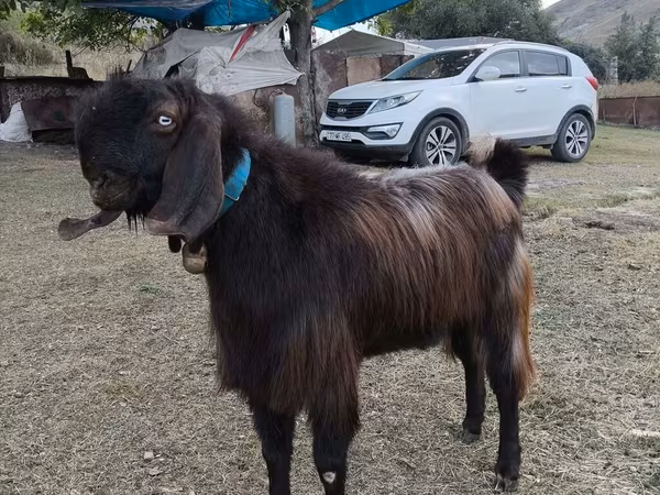 Boucs, Chèvres