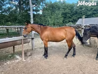 Stute, Nonius horse — Foto 3