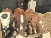 Buğa, Qazaxıstan ağbaş inəyi — foto 6