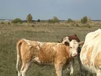 Cow, Kazakh White-headed cow — photo 4