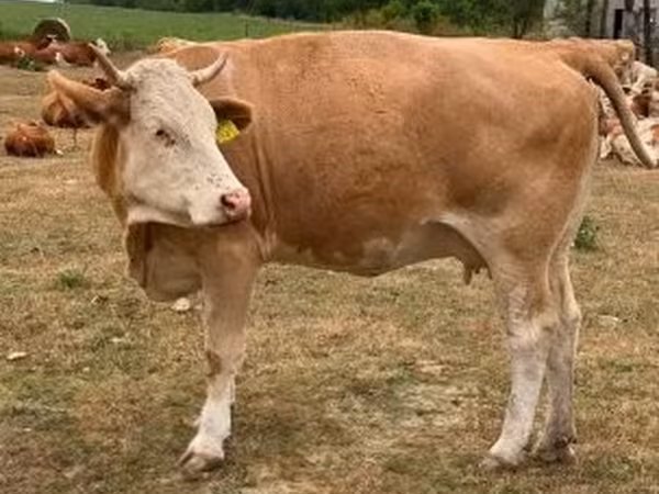 雌牛, Simmental cattle — ハンガリー