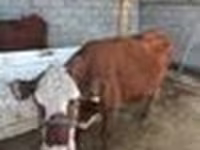 Сиыр, Latvian Blue cattle — 7-сурет