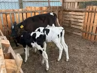 ثور, Russian Black pied cattle — الصورة 1