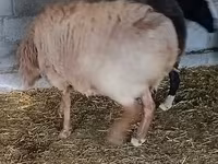 Ovan, Rhon sheep — fotografija 6
