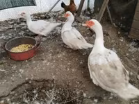 Ducks — الصورة 3