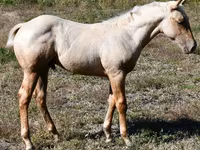 Aygʻir, Quarter Horse — 4-rasm