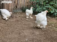 كوشين — الصورة 3