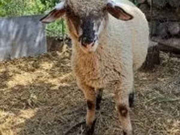 Widder, White Suffolk sheep