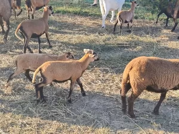 Баран, Cameroon sheep