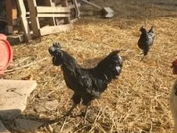 Ajam cemani
