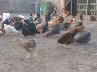 Chickens — photo 6