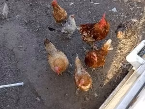 Chickens