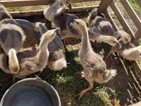 Geese — 照片 1