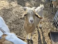 公山羊, Goats — 照片 3