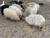 मेढ़ा, Racka sheep — फ़ोटो 3