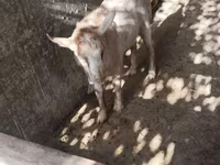 Cabras (lote, sexo não especificado), Cabras — foto 8
