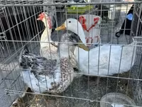 Chickens — fotografija 3