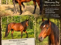 Kobila, Rocky Mountain Horse — fotografija 1