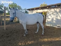 Yegua, Caballos — foto 1