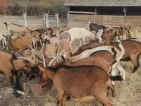 母山羊, Alpine goat — 照片 3