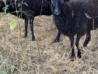 母羊, Racka sheep — 照片 6
