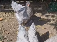 Brahma — foto 2