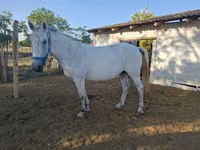 Égua, Cavalos — foto 1