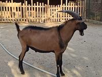 Kozioł, Alpine goat — zdjęcie 4