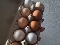 Chickens — 照片 2
