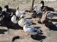 Ducks — फ़ोटो 2