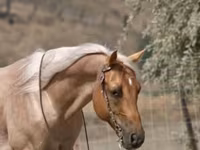Horse (M), Quarter Horse — photo 8