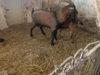Kozioł, Alpine goat — zdjęcie 1