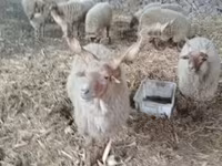 Ovelha, Racka sheep — foto 2