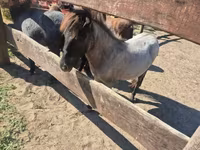 雌馬, Shetland Pony — 写真 5