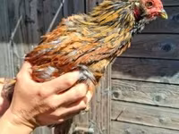 Chickens — fotografija 1