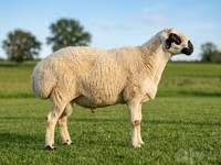 Ovan, Beltex sheep — fotografija 1