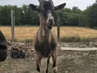 Boucs, Alpine goat — photo 2